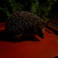 Igel